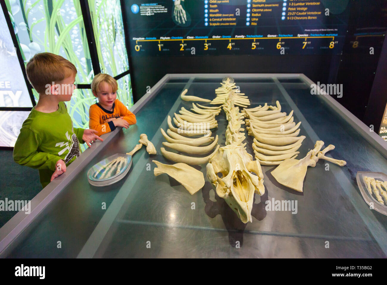 Viewing Center Manatee viewing center hi-res stock photography and images - Alamy