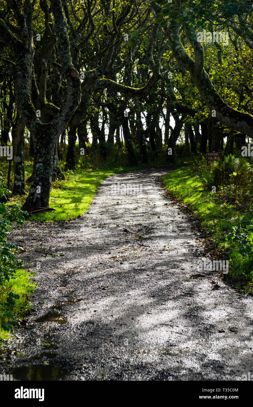 Road passing through a forest at the Castle of Mey in north-eastern Scotland. Stock Photo