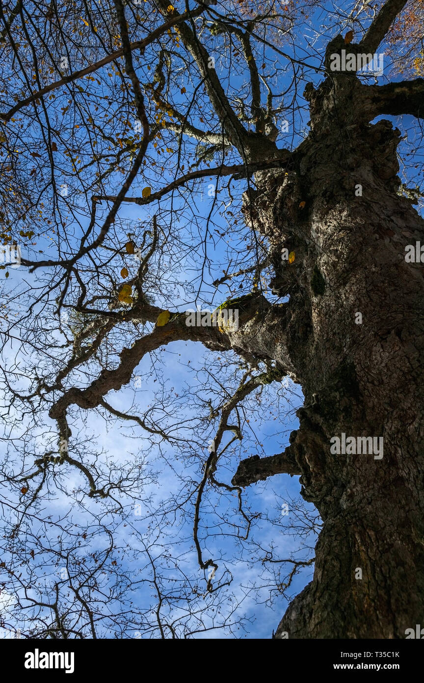 maple leafless in winter, Blue sky background Stock Photo