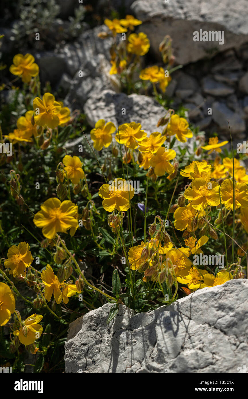 Helianthemum nummularium, rock wild flower Stock Photo