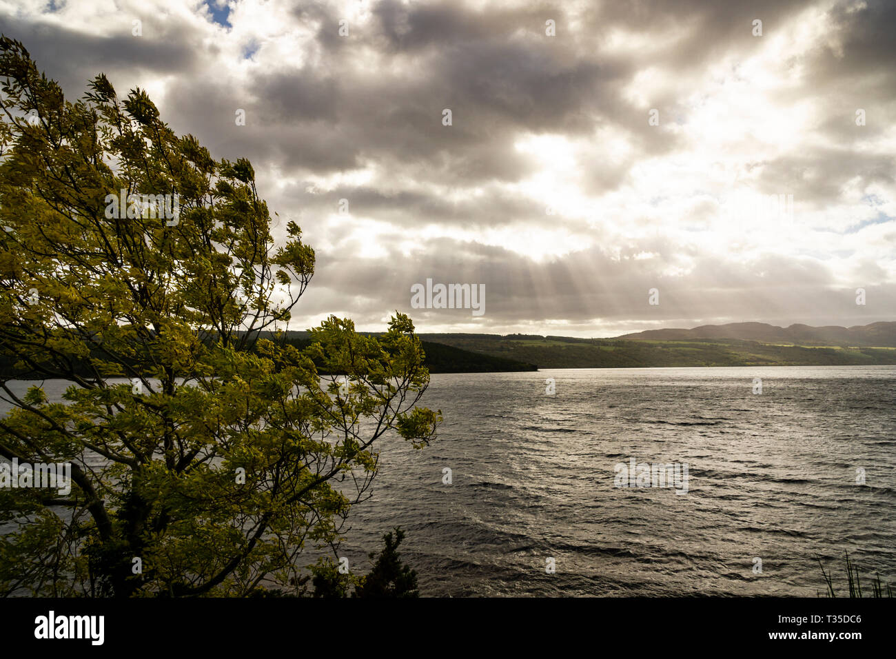 A wind blown tree in the foreground as crepuscular rays shine down on ...