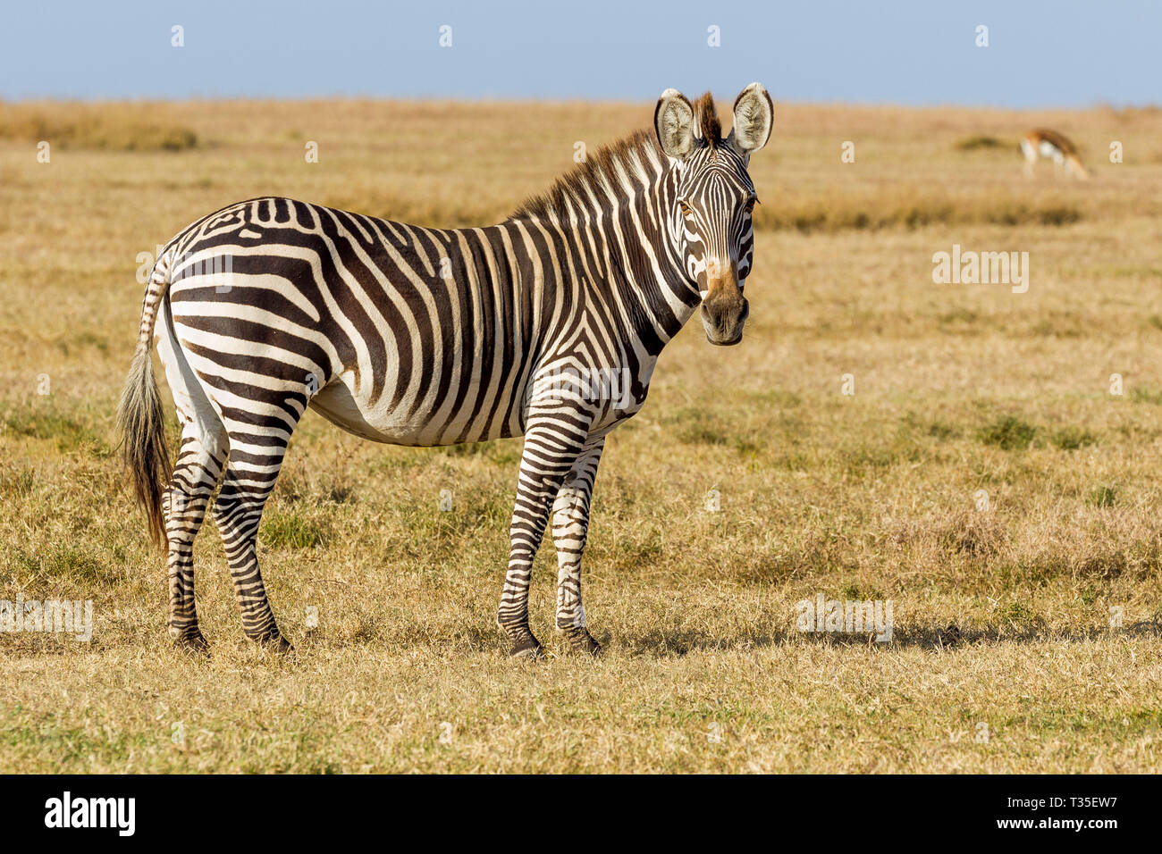 A single Plains zebra in open grassland looking across, side view ...