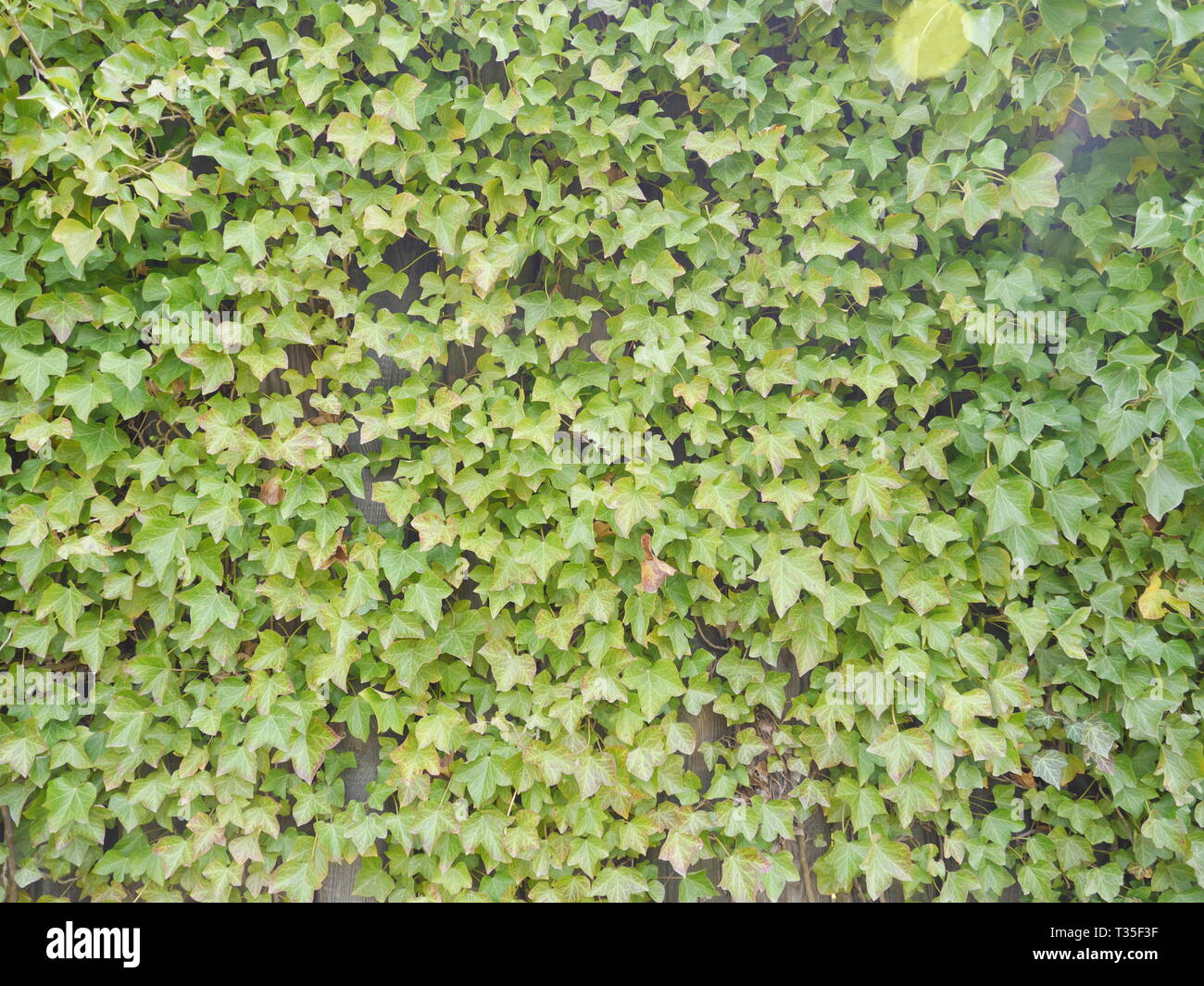 English ivy [Hedera helix] leaves on a wall Stock Photo