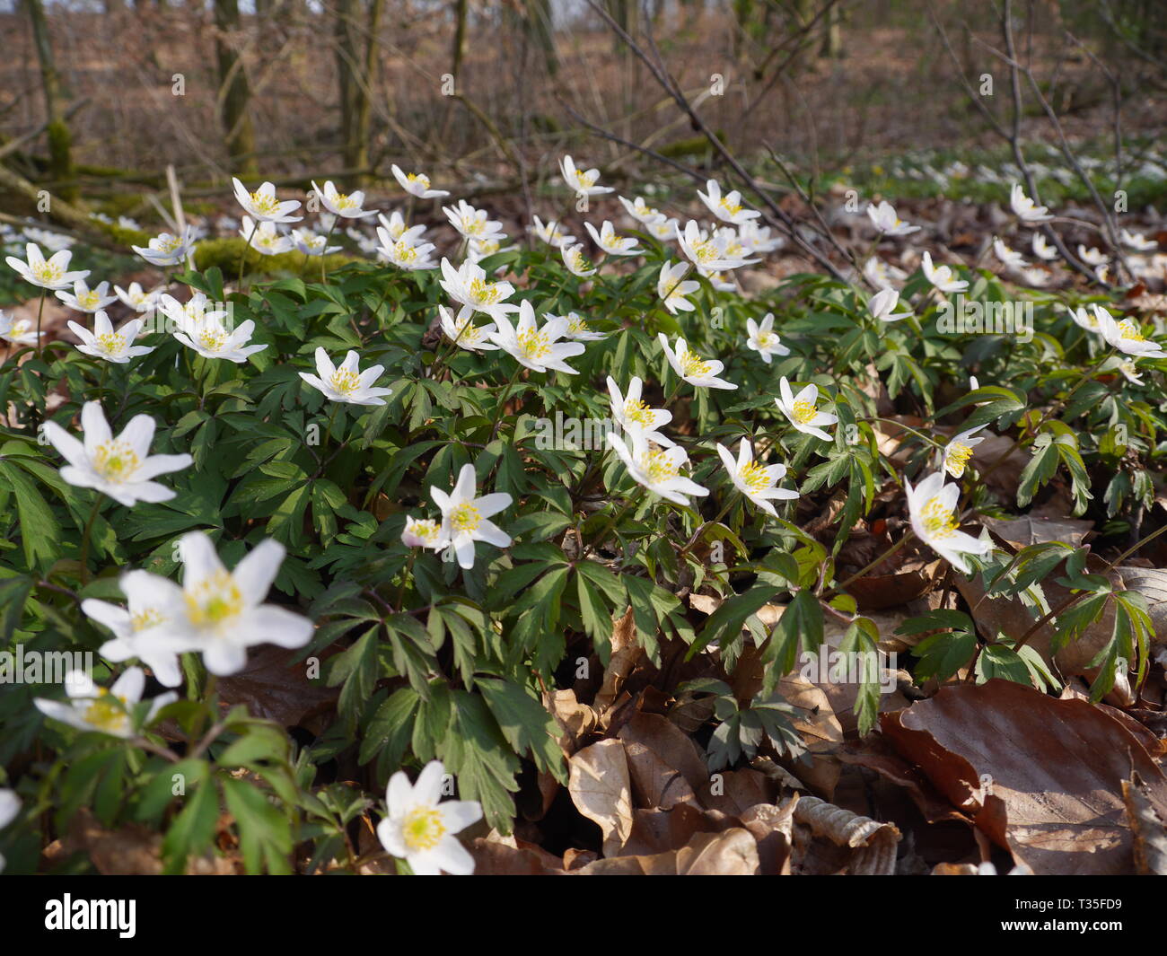 Wood Anemone [Anemone nemorosa] Stock Photo Alamy