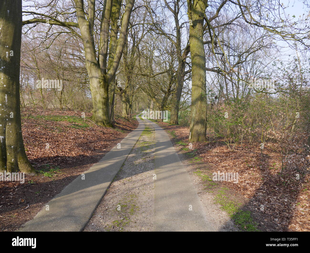 Alley trees in Mecklenburg-Western Pomerania with partly paved road (concrete panels). Horse chestnut tree [Aesculus hippocastanum], Groß Görnow MV Stock Photo