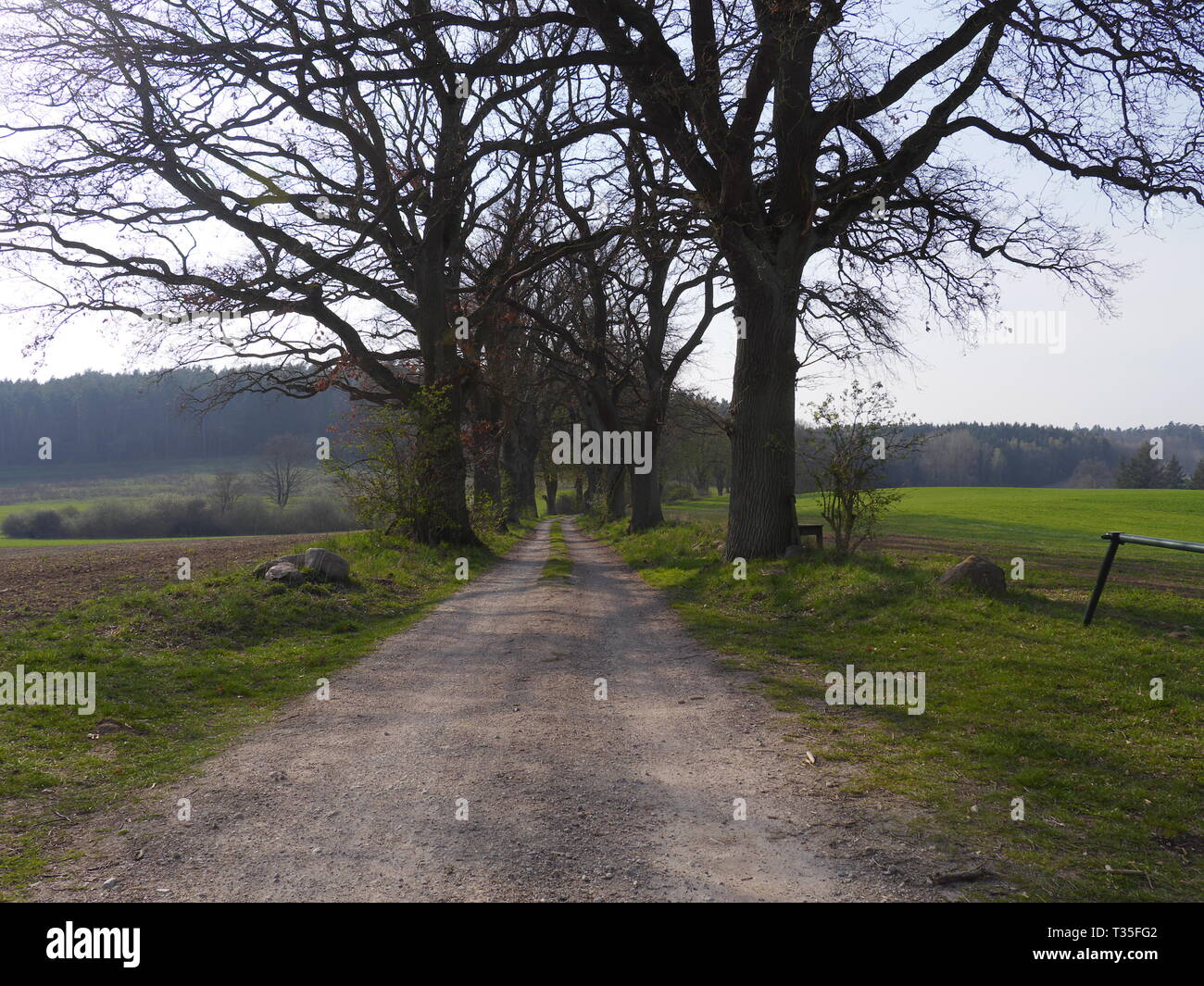 Alley trees in Mecklenburg-Western Pomerania. Horse chestnut tree [Aesculus hippocastanum] Stock Photo