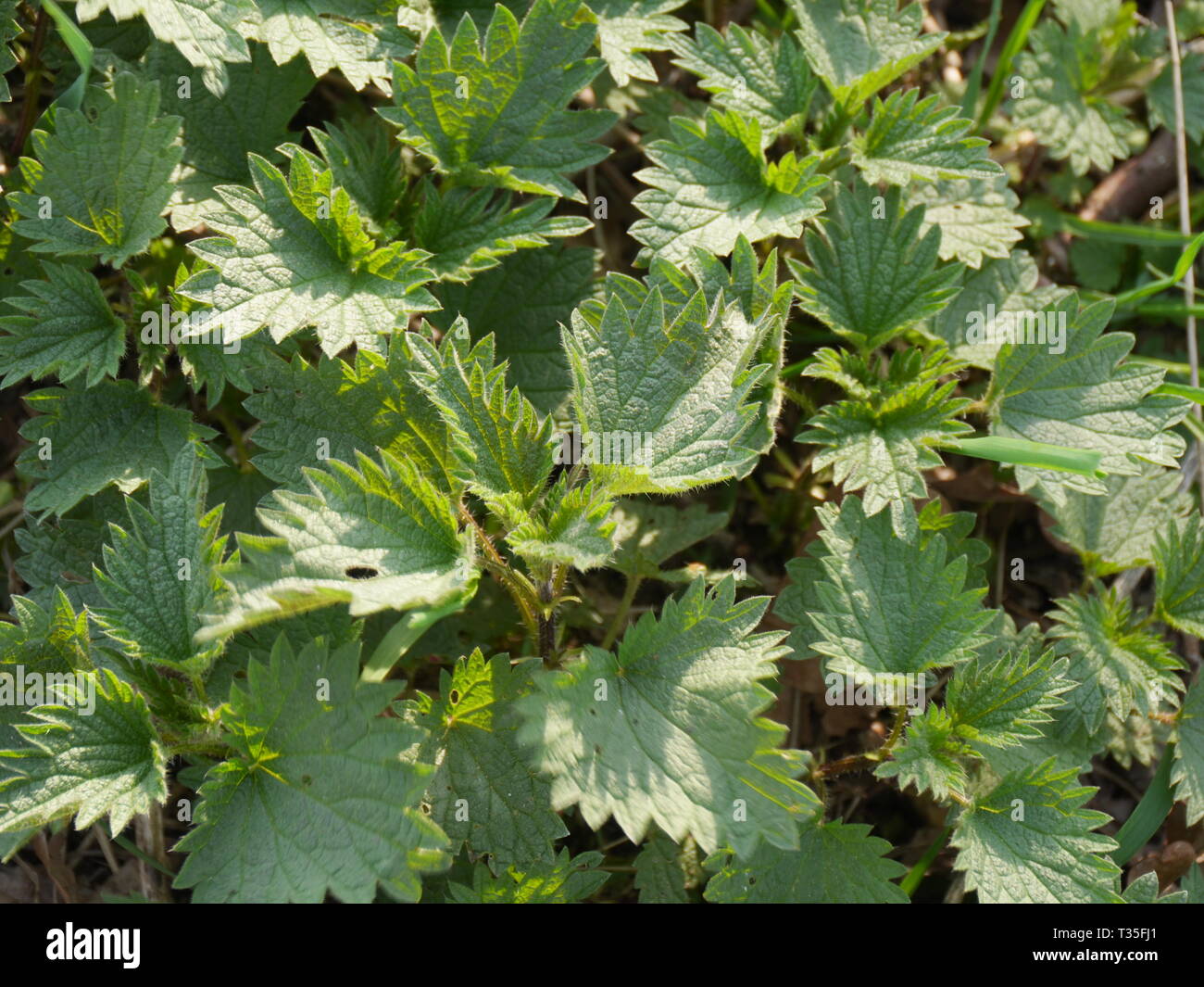 Top closeup (macro) view of young dense stinging nettle leaves. Stock Photo