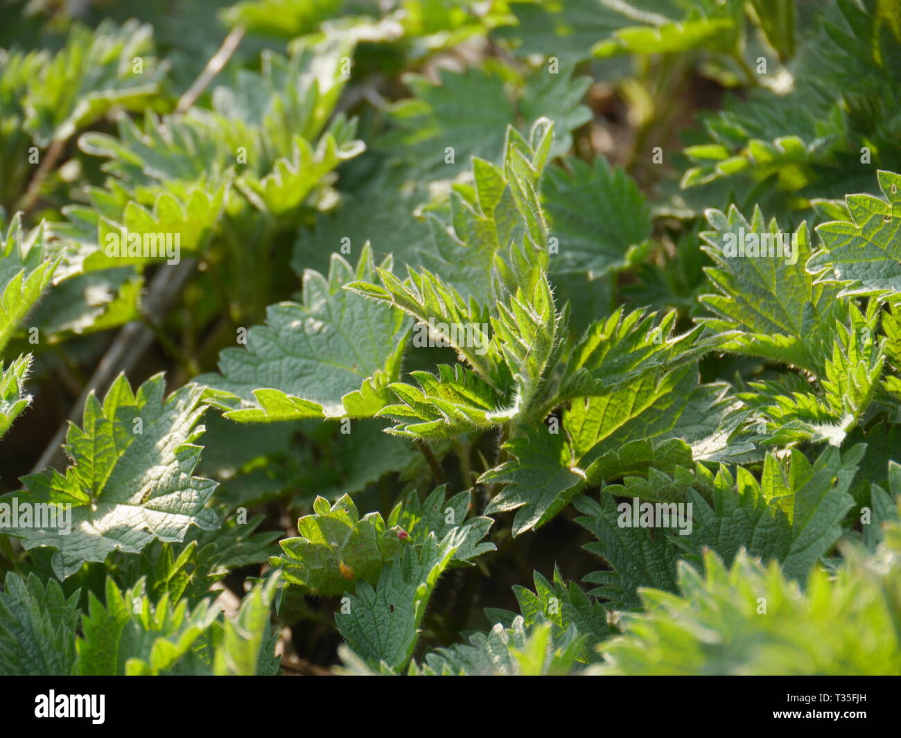 Closeup (macro) of young stinging nettle leaves. Backlight. Stock Photo