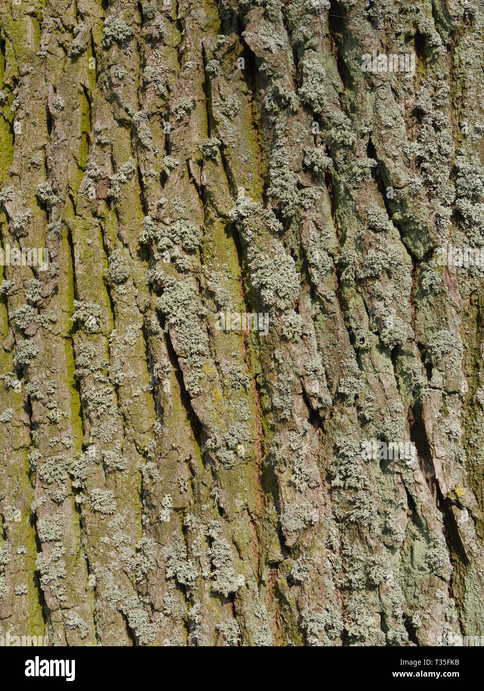 Closeup of tree bark of horse chestnut tree, Aesculus hippocastanum