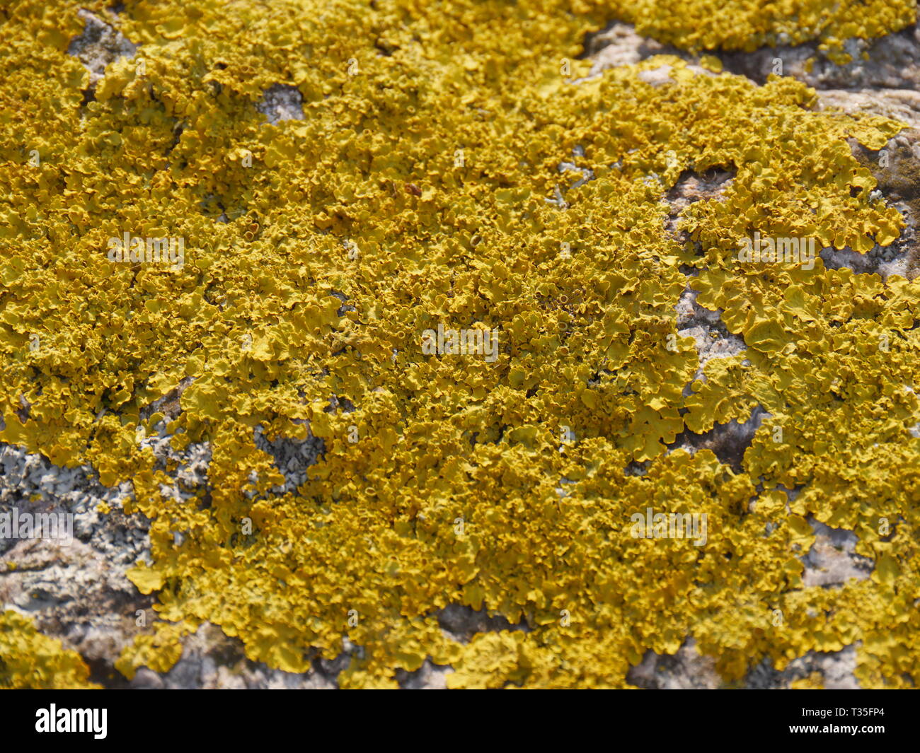 Closeup (macro) of orange colored lichens on a granite stone Stock Photo