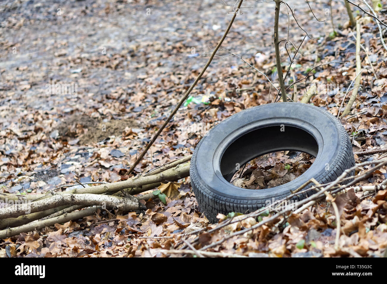 car tire in the forest, the wheel on the ground Stock Photo