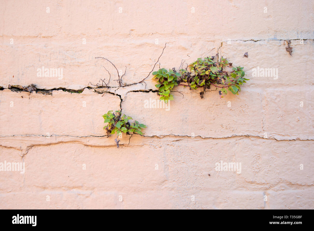 A small green plant growing in the cracks of a painted brick wall in Sydney Australia Stock Photo