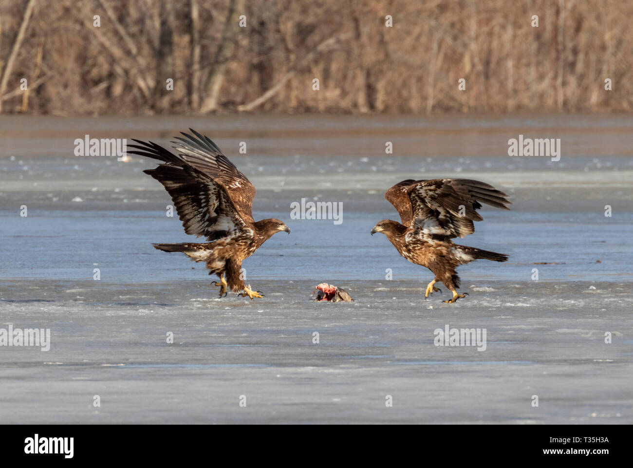 Bald eagles (Haliaeetus leucocephalus) young fighting for dead fish on ice of a melting lake, Iowa, USA Stock Photo
