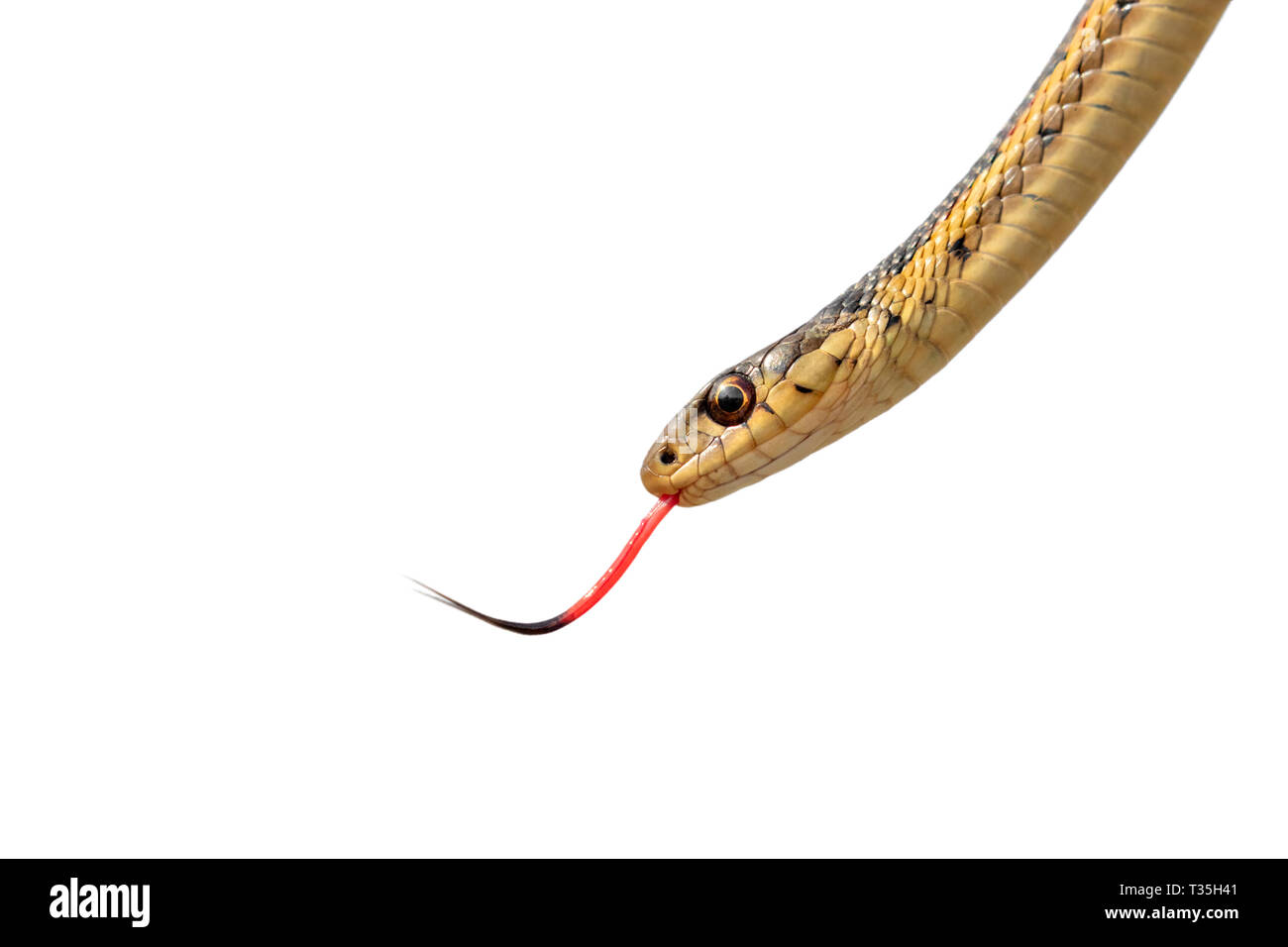 Common garter snake (Thamnophis sirtalis) with tongue out, isolated on white background, clipping path attached. Stock Photo