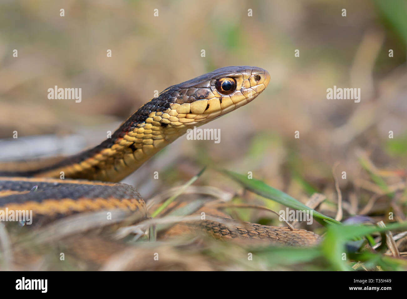 Common garter snake (Thamnophis sirtalis) portrait, Iowa, USA. Stock Photo