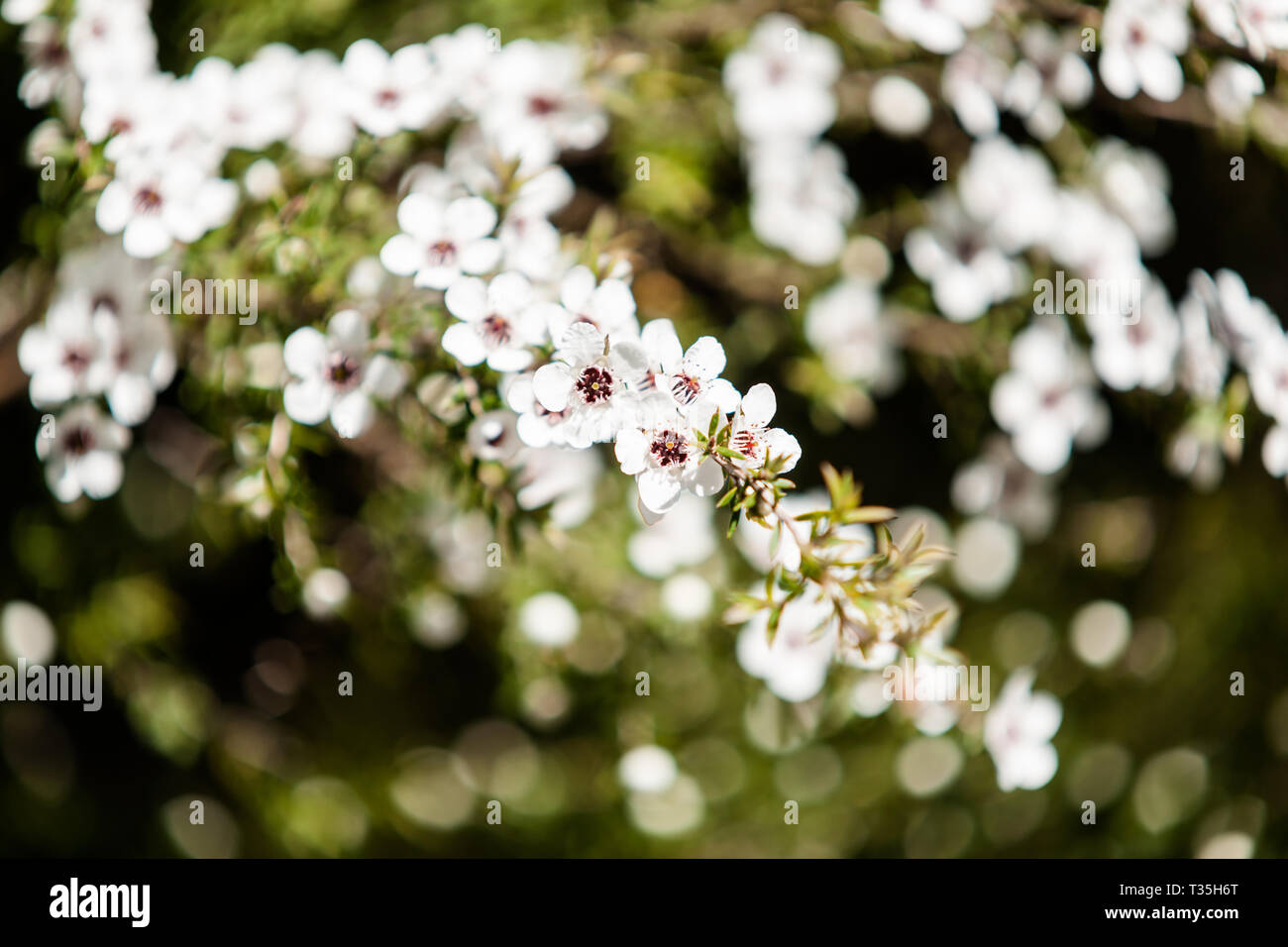 flowering plant in the myrtle family  New Zealand manuka in full and prolific seasonal spring bloom. Stock Photo