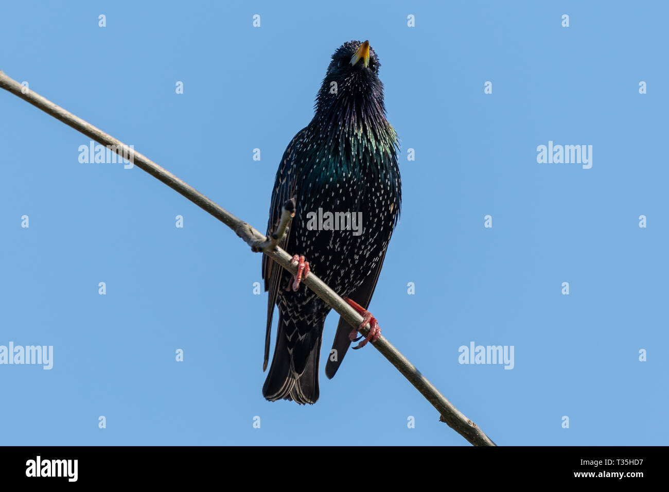 Common invasive bird species uk hi-res stock photography and images - Alamy