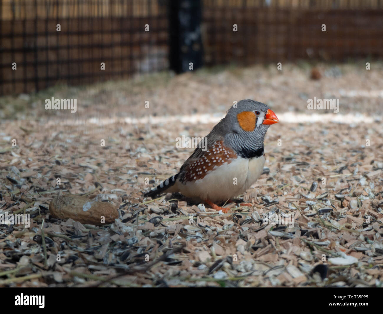 Little coloured finch birds standing at the bottom of his cage Stock