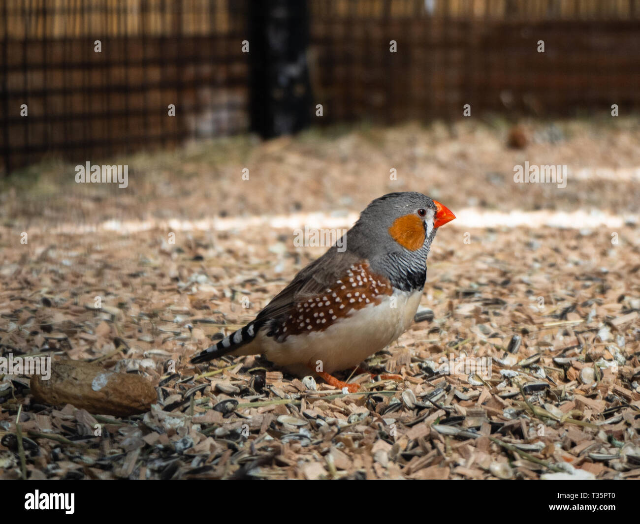 Little coloured finch birds standing at the bottom of his cage Stock