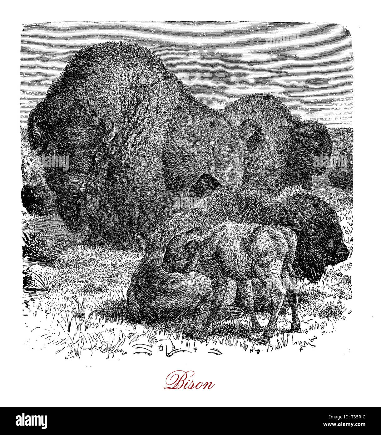 The bison is the largest surviving terrestrial animal in North America and Europe broad and muscular with shaggy coats of long hair. Stock Photo