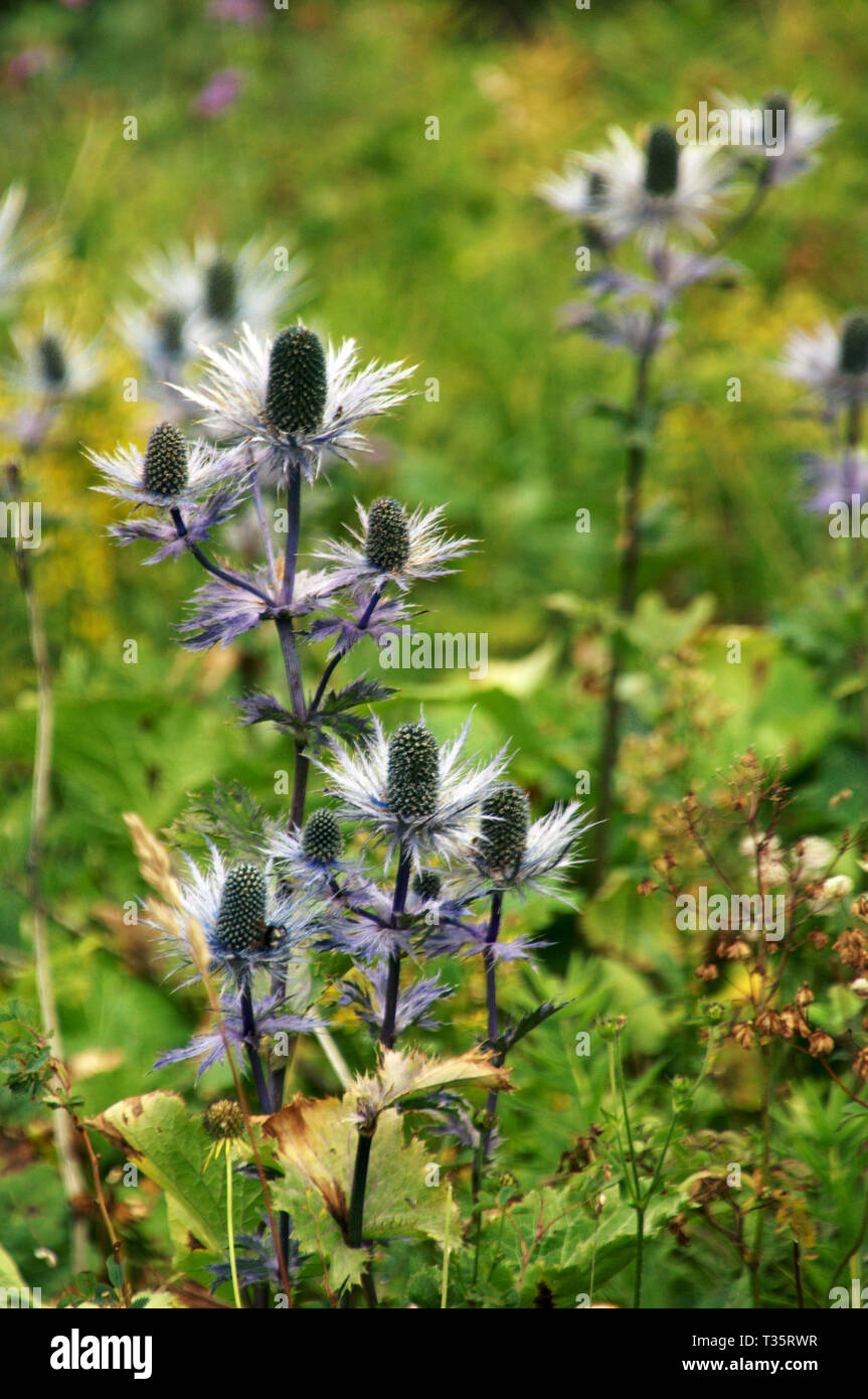 Eryngium planum; Blue Thistle, or "Queen of the Mountain" growing on the Creux du Van