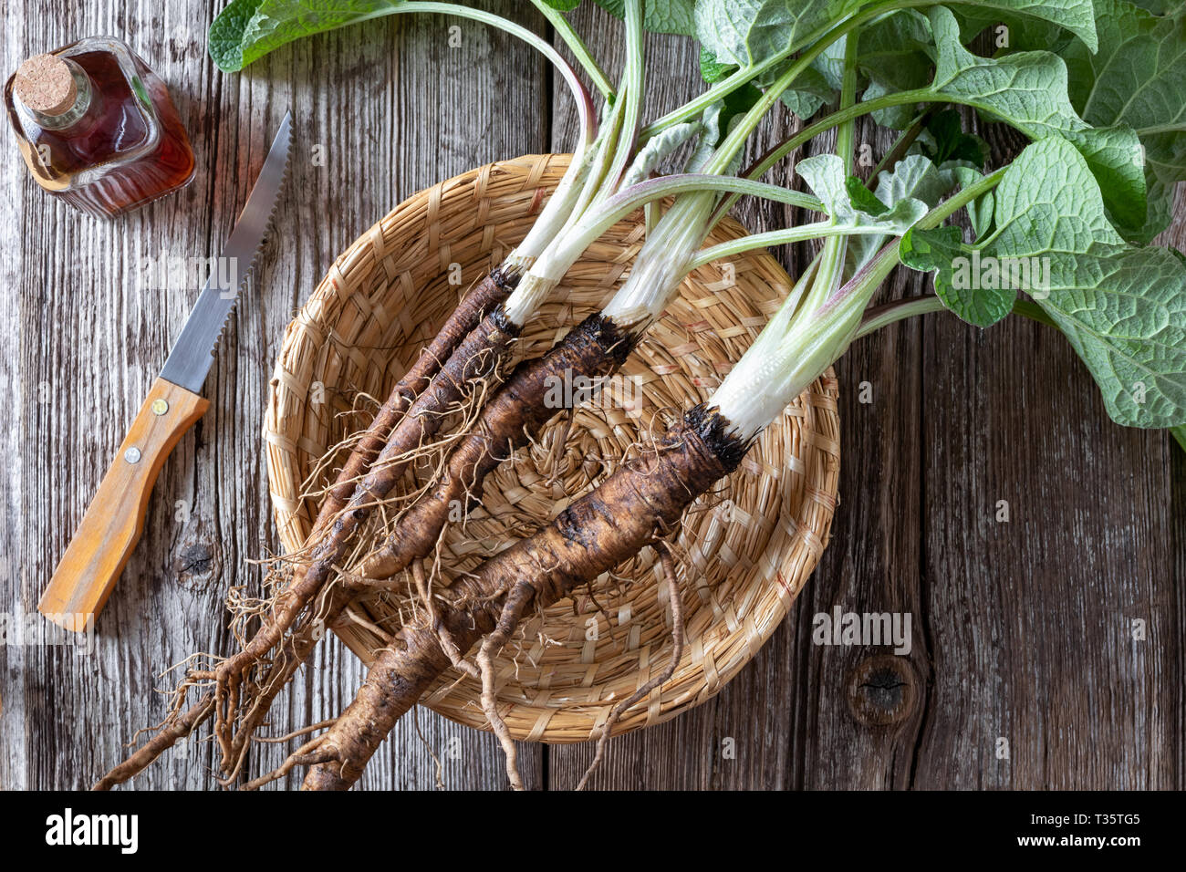 Burdock plants with roots and tincture, top view Stock Photo