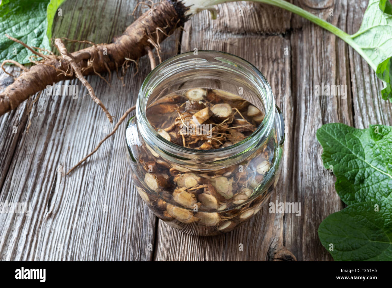 Preparation of burdock tincture from fresh roots and alcohol Stock Photo