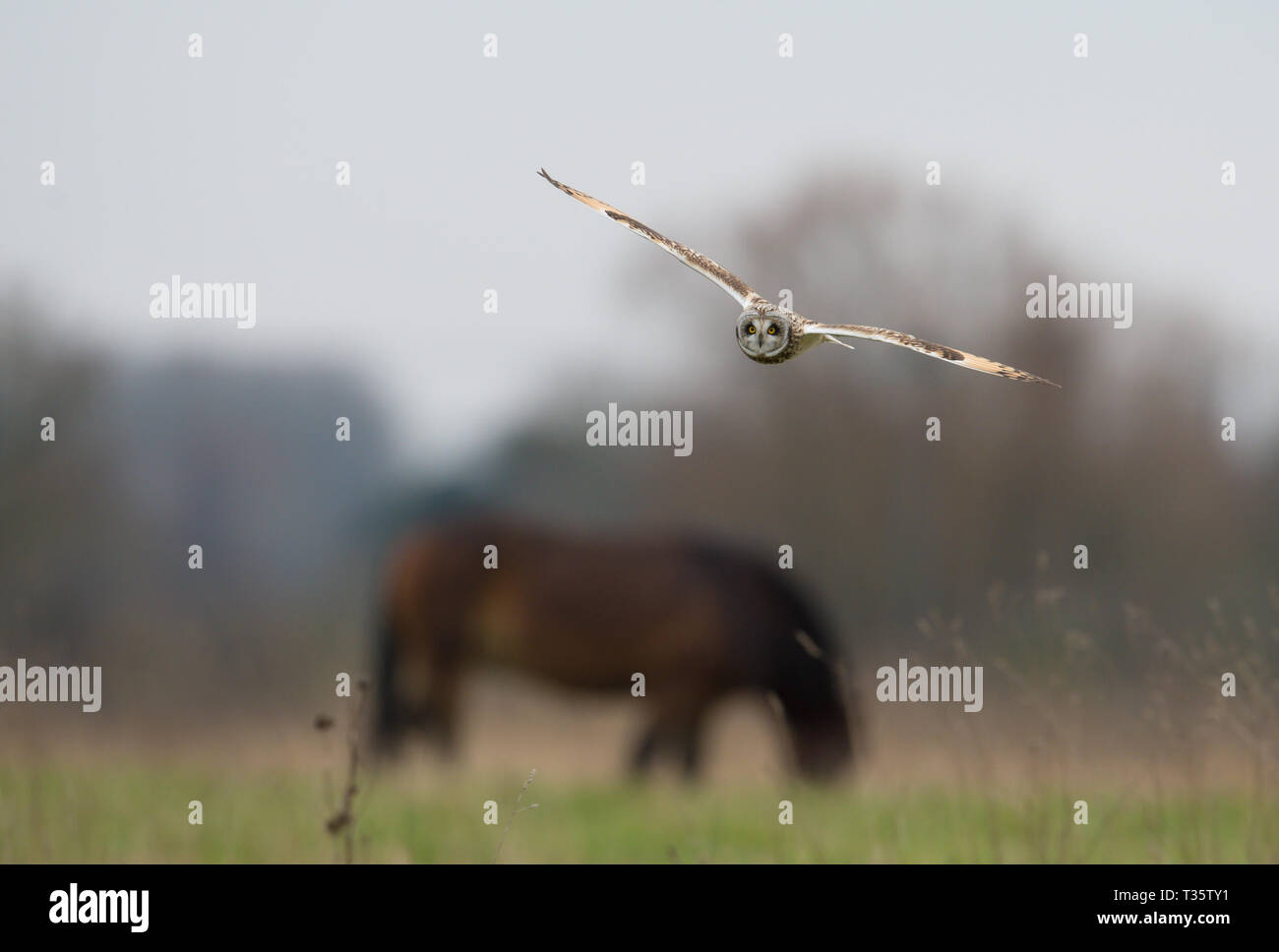 Short Eared Owl, Cossington, Leicestershire Stock Photo