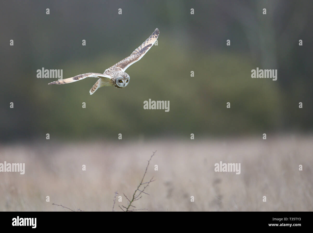 Short Eared Owl, Cossington, Leicestershire Stock Photo