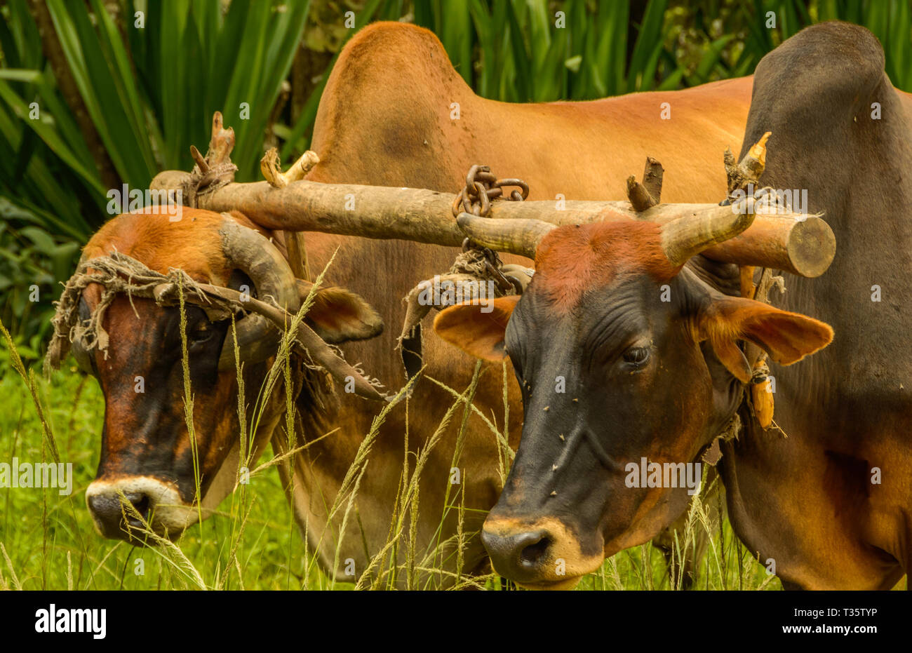 close of heads of oxen yoked together in Chiphazi village, Malawi Stock