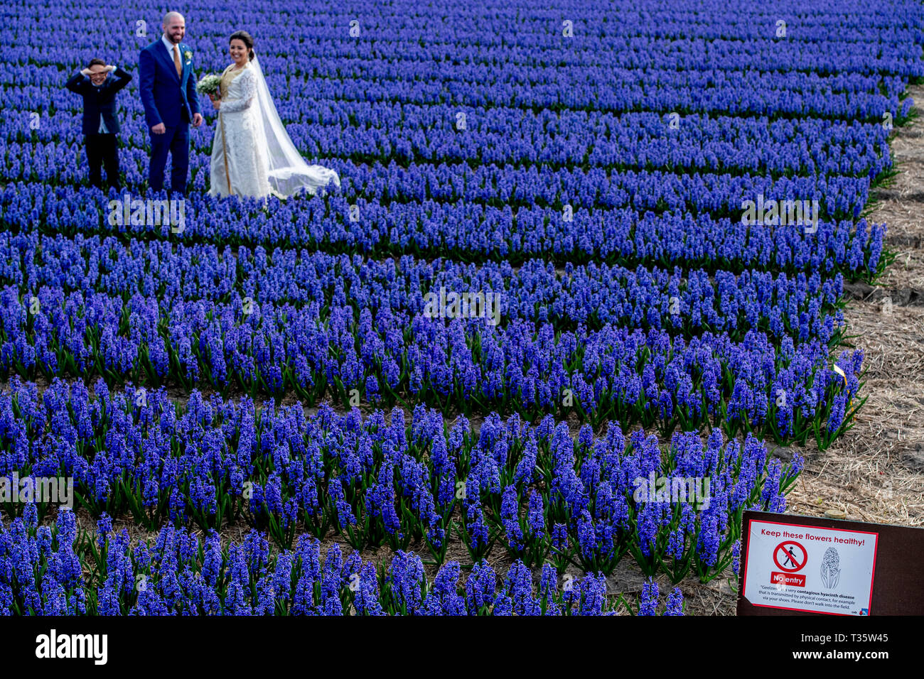 LISSE - een bruidspaar trouwen tulpenvelden staan in de bloei tulp tulpen , roos , rozen , bollenvelden staan in de bloei tijdens de lente bloembollen Stock Photo