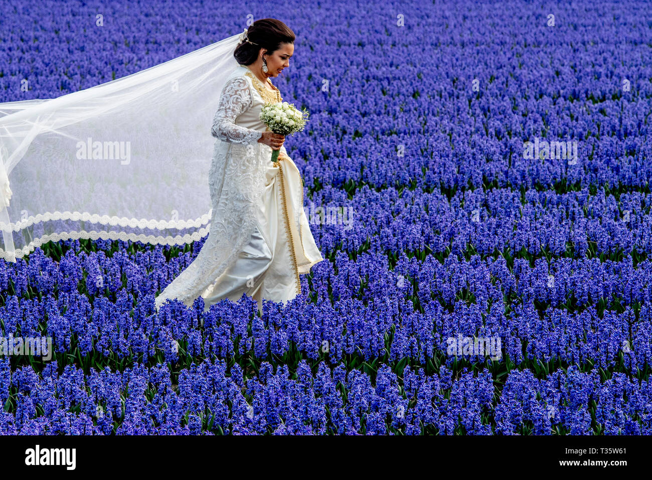 LISSE - een bruidspaar trouwen tulpenvelden staan in de bloei tulp tulpen , roos , rozen , bollenvelden staan in de bloei tijdens de lente bloembollen Stock Photo