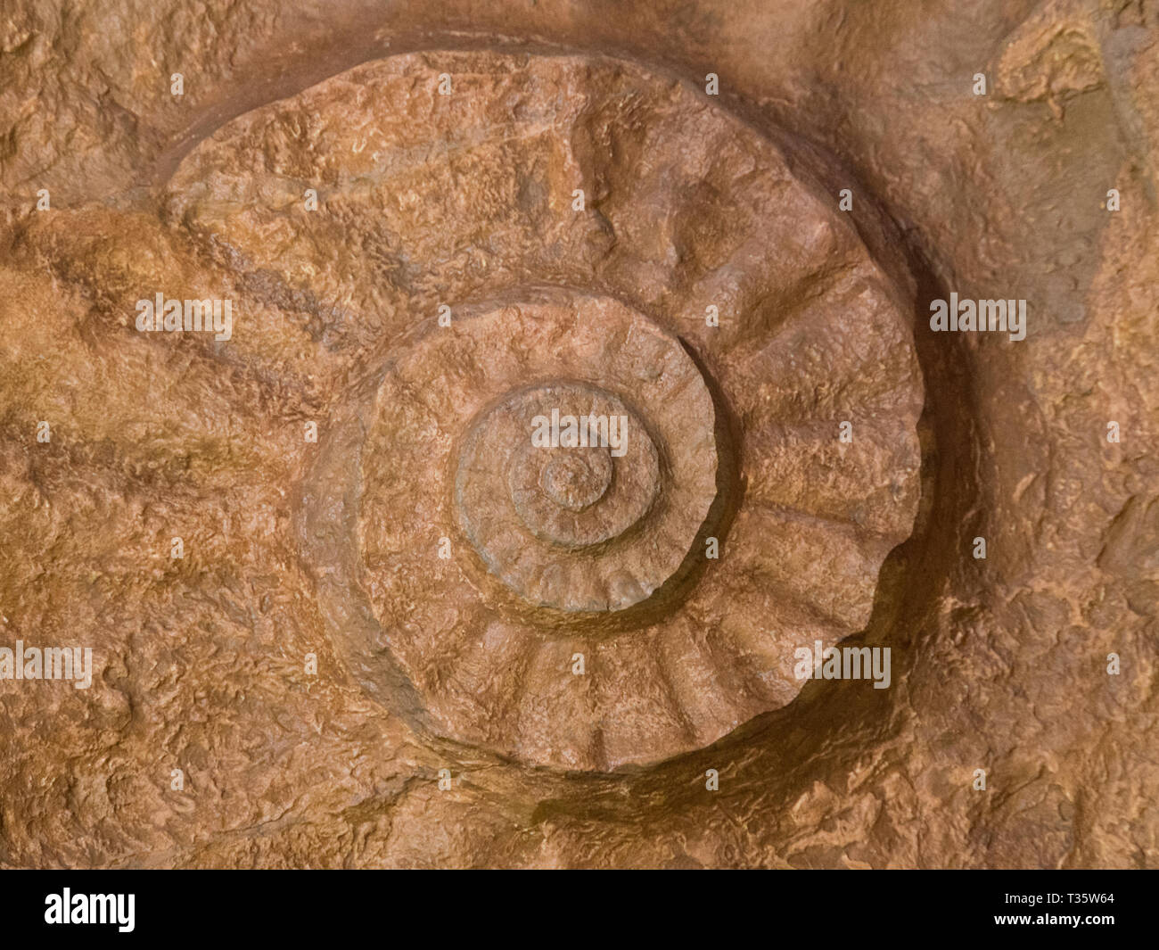 Prehistoric ammonite fossilized imprint on stone. Paleontologic find of jurassic era shell. Stock Photo