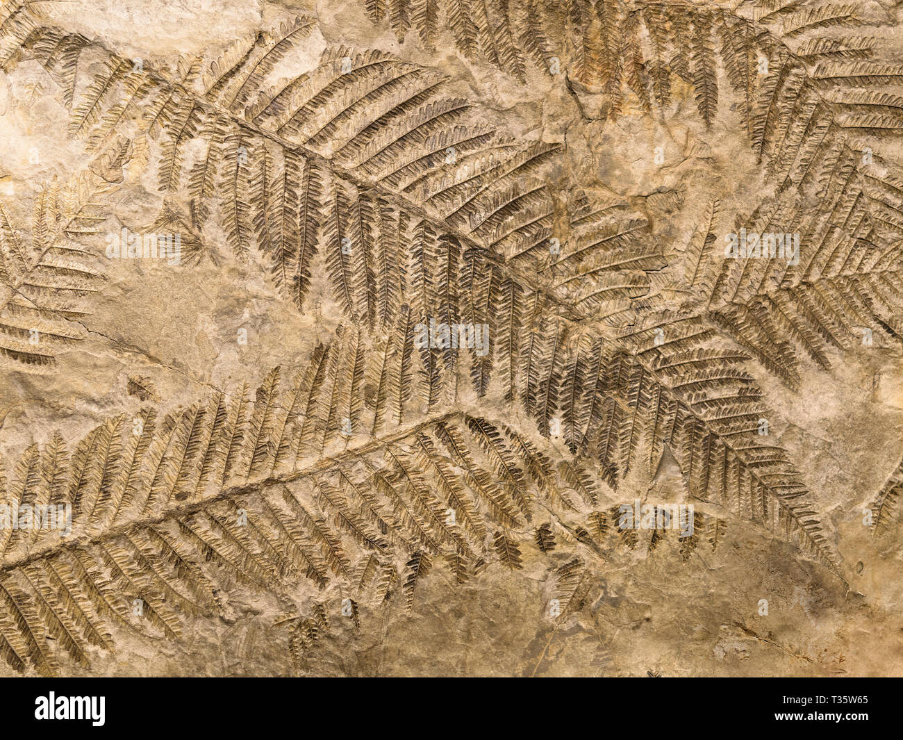 Petrified prehistorical fronds of fern imprint on the stone with plants branches and foliage Stock Photo