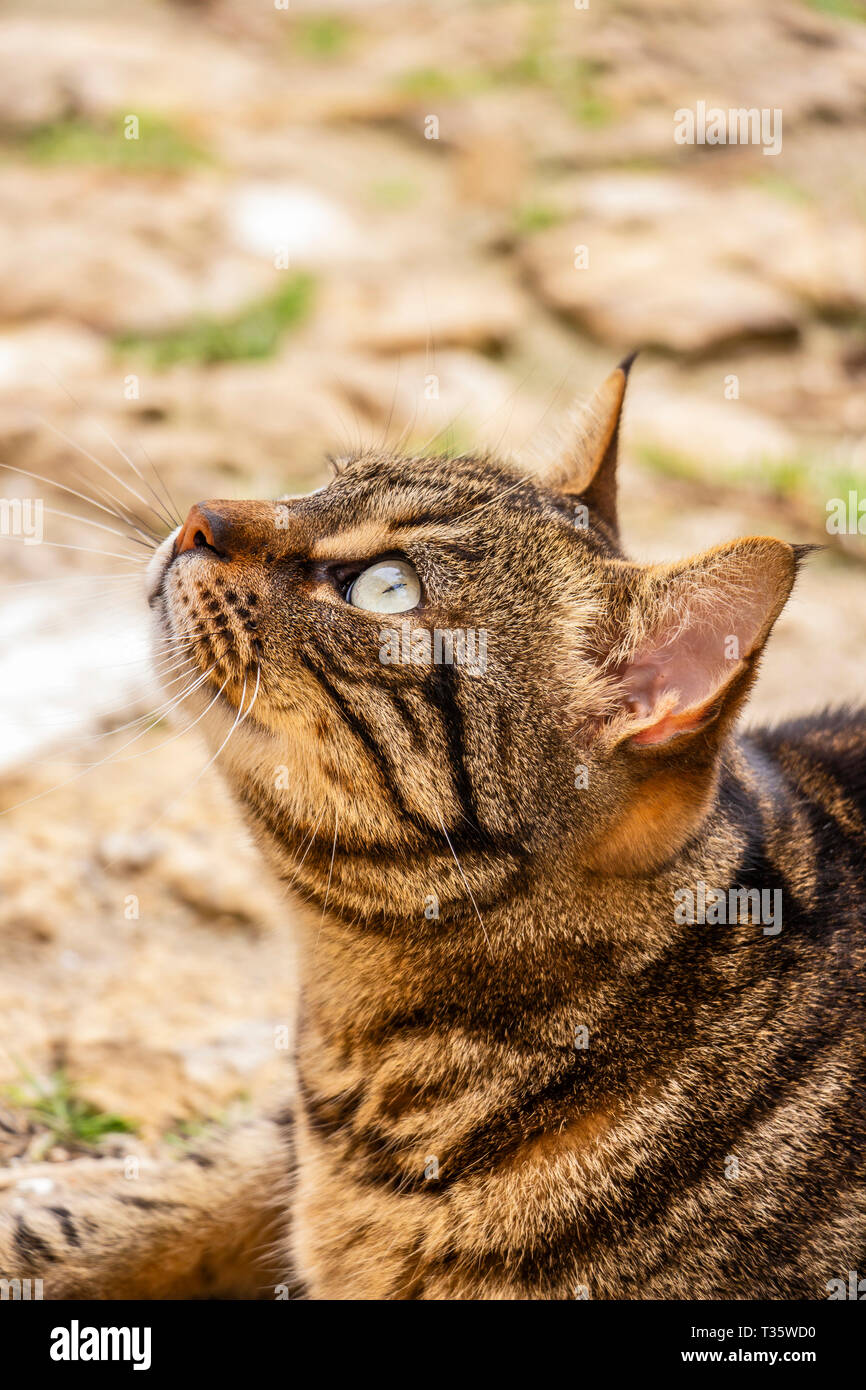 domestic cats with tufted ears