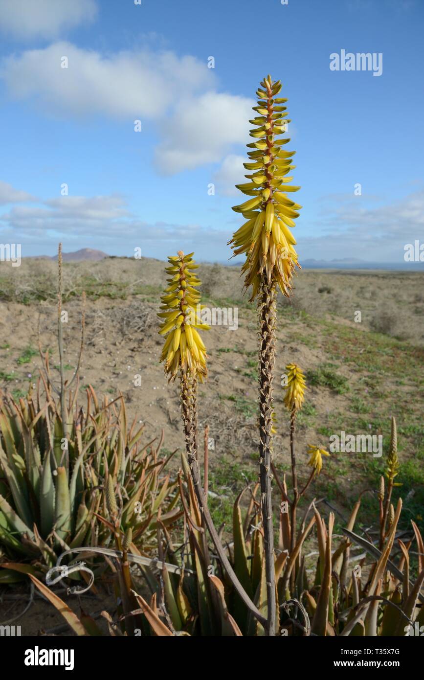 Aloe vera, an Arabian plant cultivated for medicinal uses, flowering wild on steppe scrubland on Teguise Plain, Lanzarote, Canary Islands, February. Stock Photo