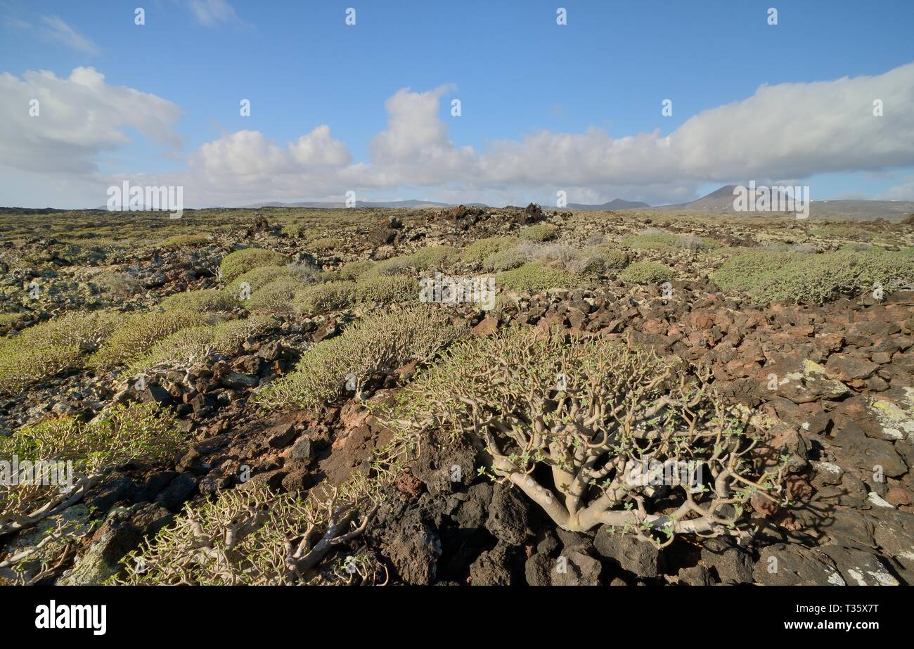 Balsam spurge / Sweet tabaiba (Euphorbia balsamifera) bushes growing on ancient lava flows, Malpais de la Corona, Lanzarote, Canary Islands, February. Stock Photo