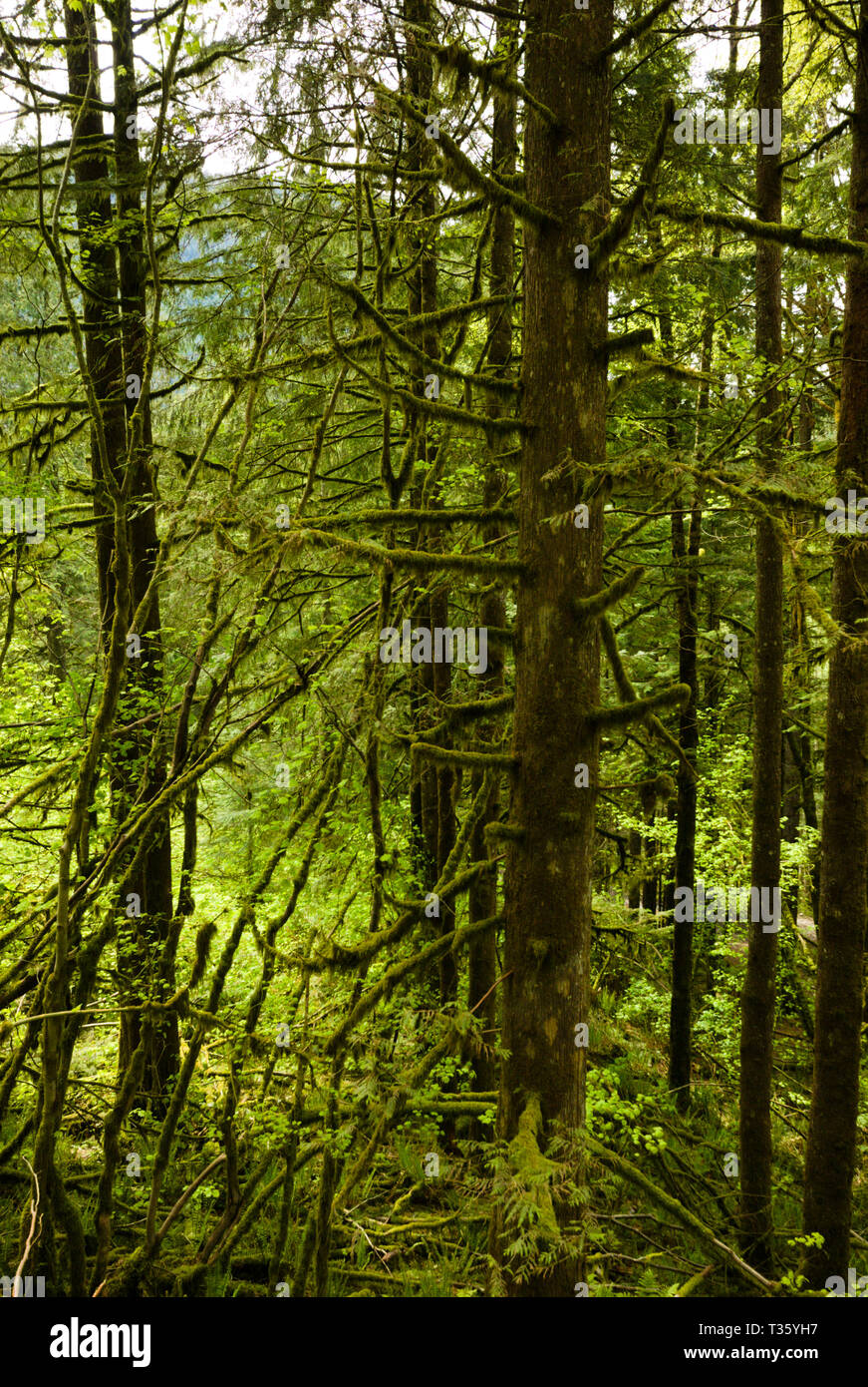 A mossy forest scene at Davis Lake Provincial Park in Mission, British Columbia, Canada Stock Photo