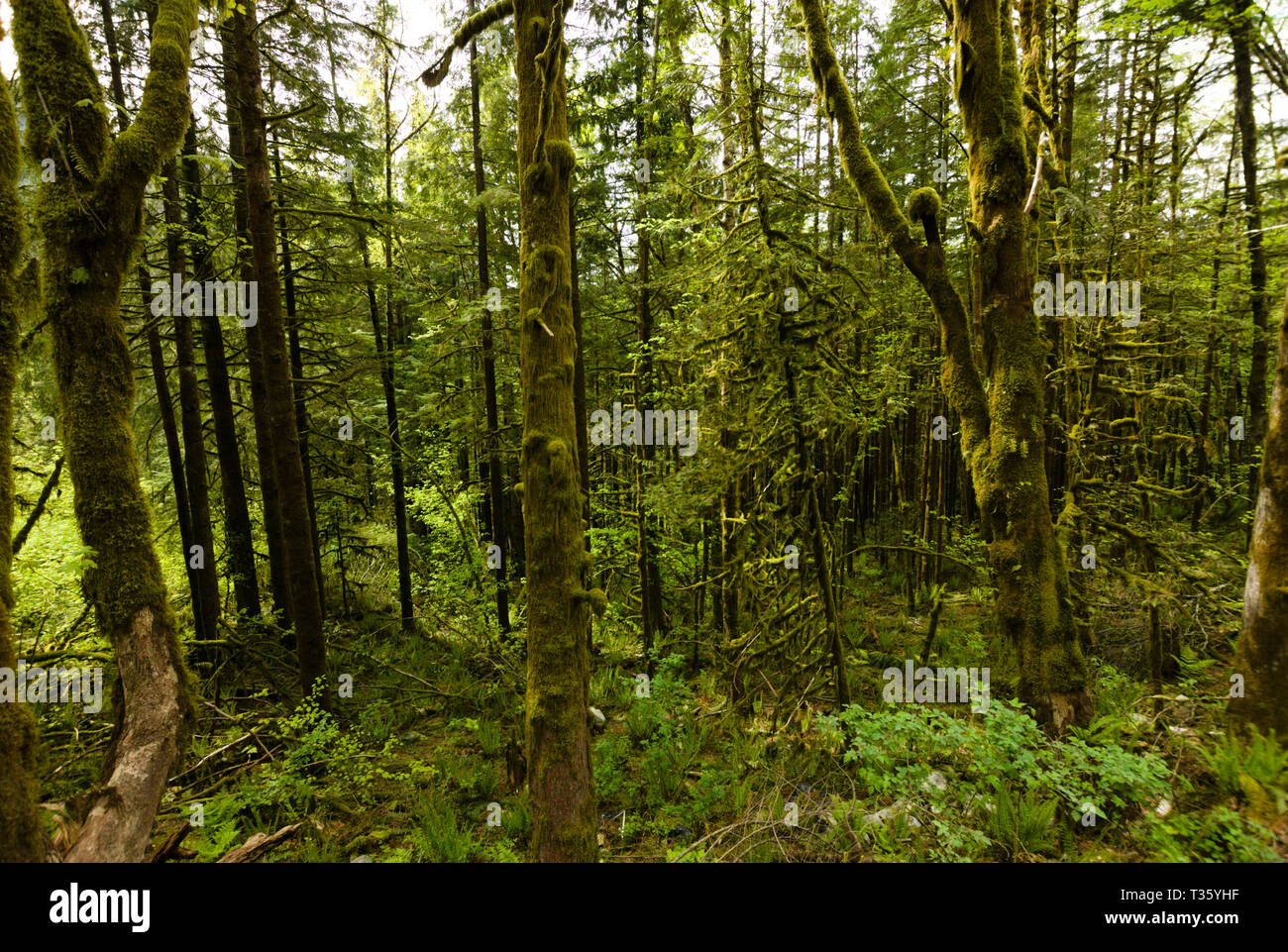 A mossy forest scene at Davis Lake Provincial Park in Mission, British Columbia, Canada Stock Photo