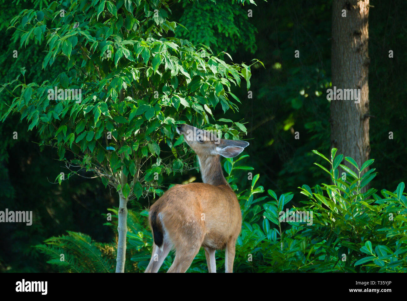 Deer in the back yard Stock Photo Alamy