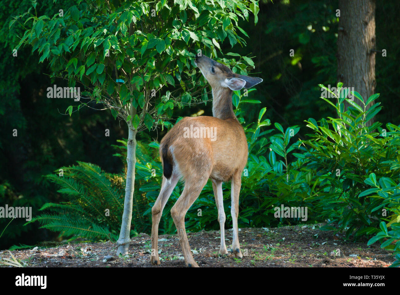 Deer in the back yard Stock Photo Alamy