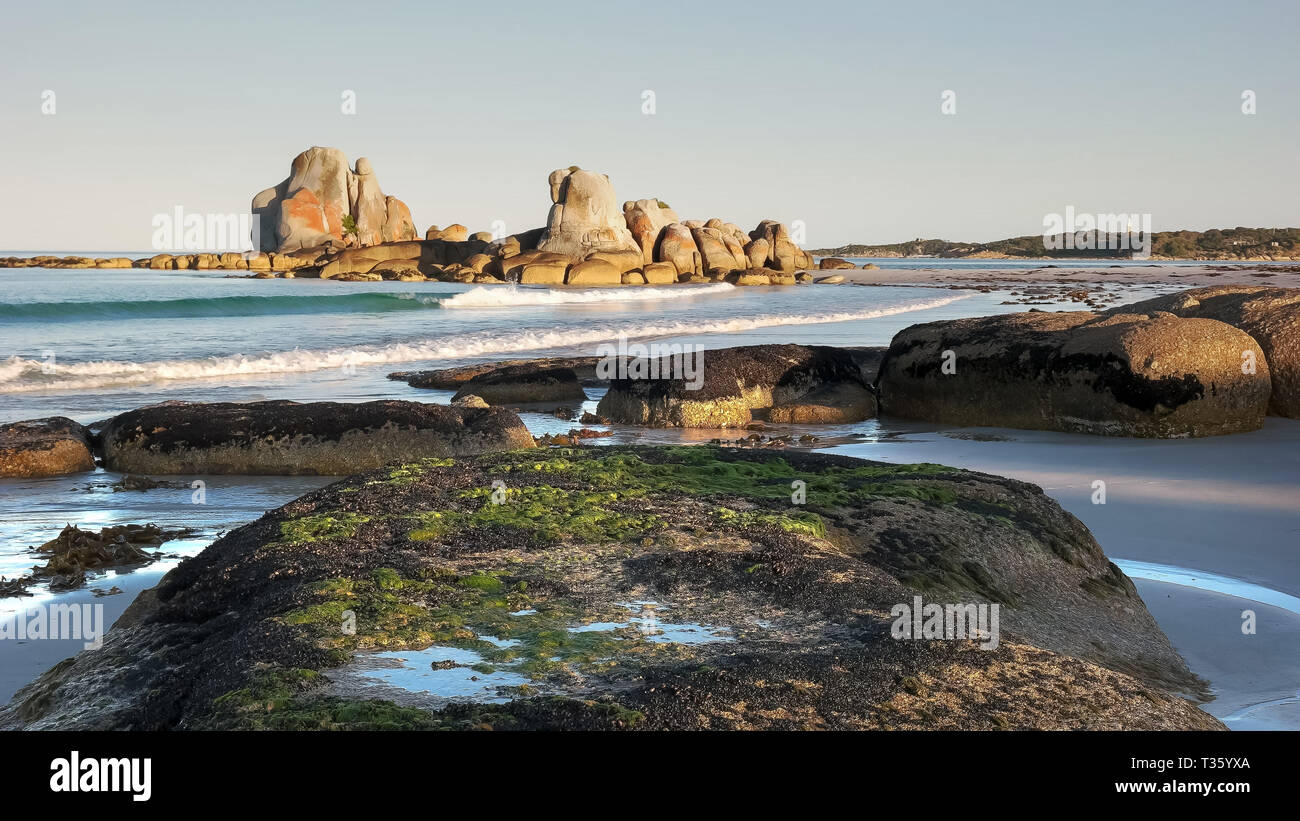 seaweed covered rocks at picnic rocks in tasmania, australia Stock Photo