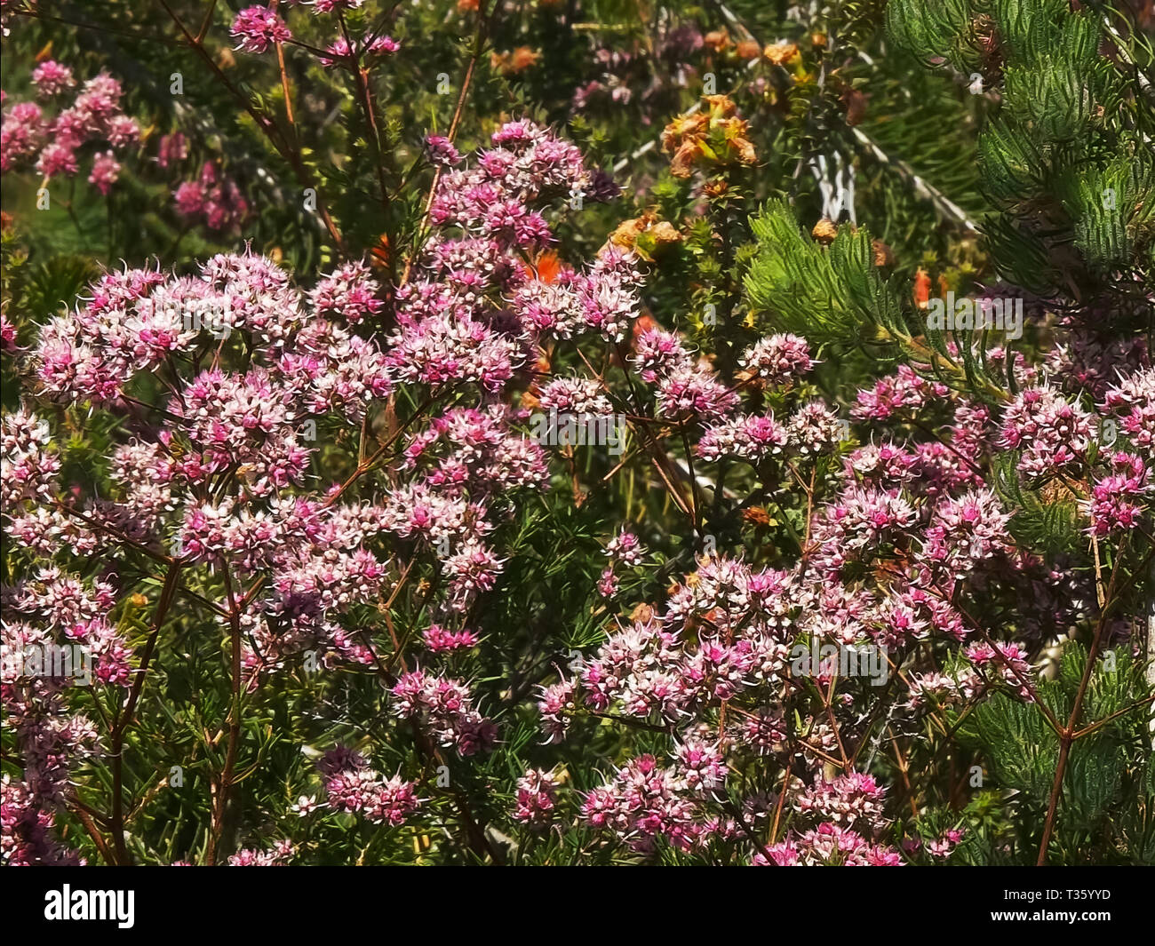 shot of pink western australian wild flowers Stock Photo