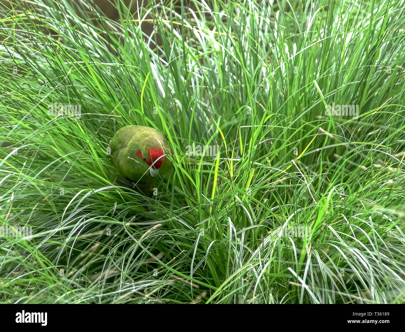 a red crowned parakeet foraging in long grass Stock Photo
