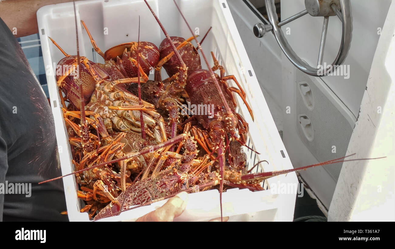 holding a crate of southern rock lobster Stock Photo