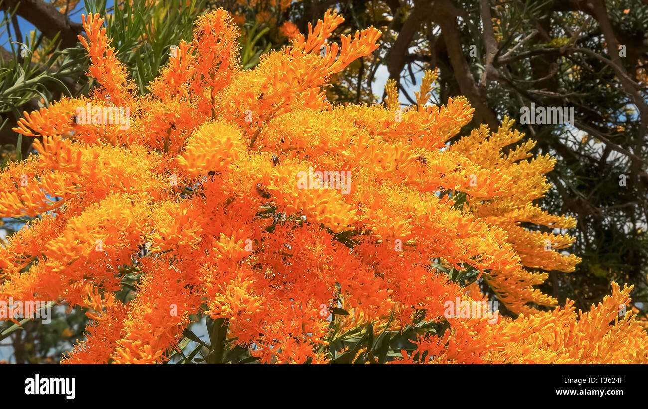 Western australian christmas tree nuytsia hires stock photography and