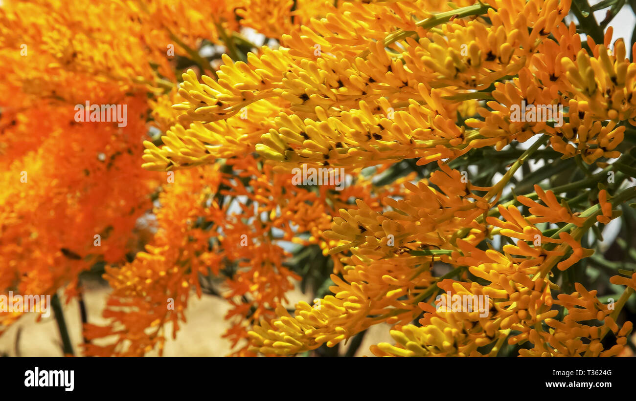 Australian native christmas tree flower hires stock photography and