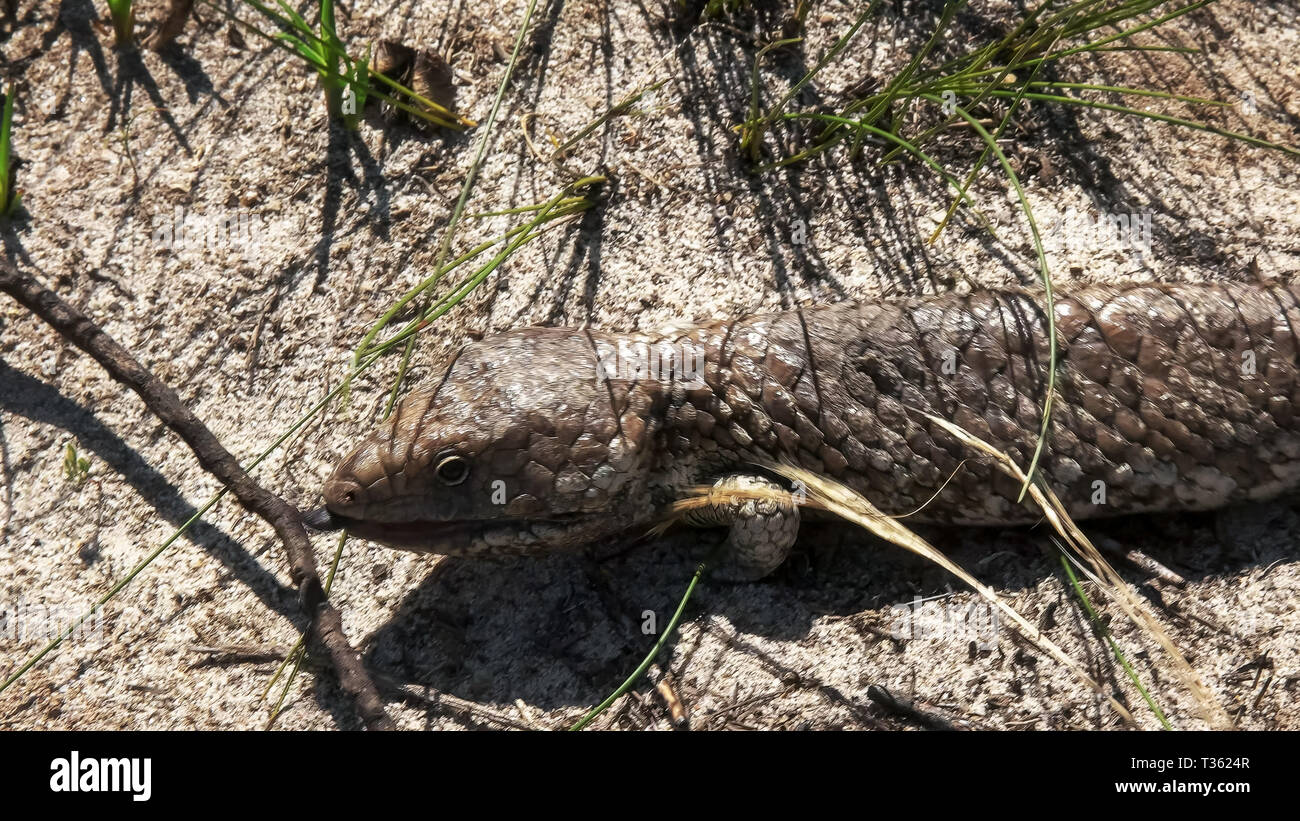 close up of a western australian shingleback lizard Stock Photo