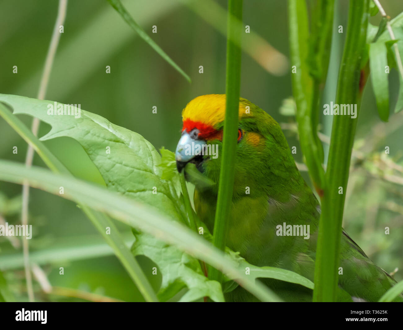 close up of a yellow-crowned parakeet feeding Stock Photo