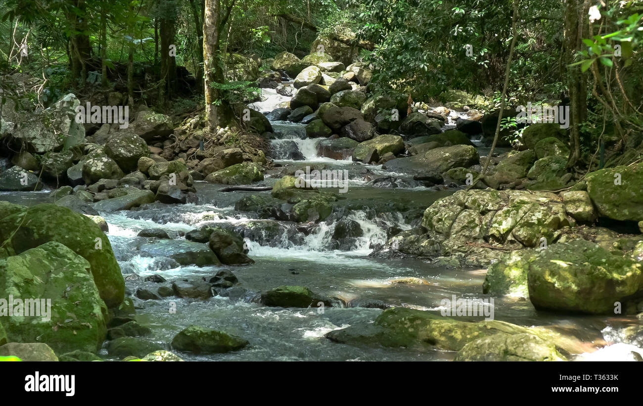 rainforest creek at natural bridge in springbrook np Stock Photo